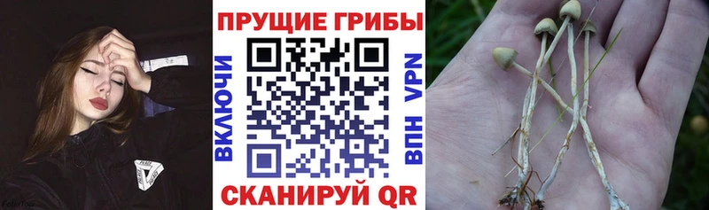 Псилоцибиновые грибы ЛСД  площадка официальный сайт  Елизаветинская  blacksprut рабочий сайт 